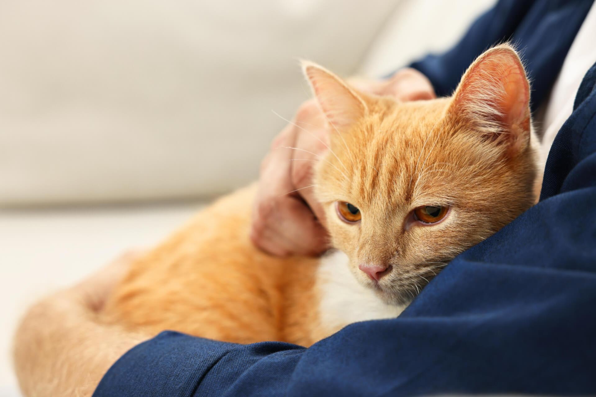 Veterinarian holding cat