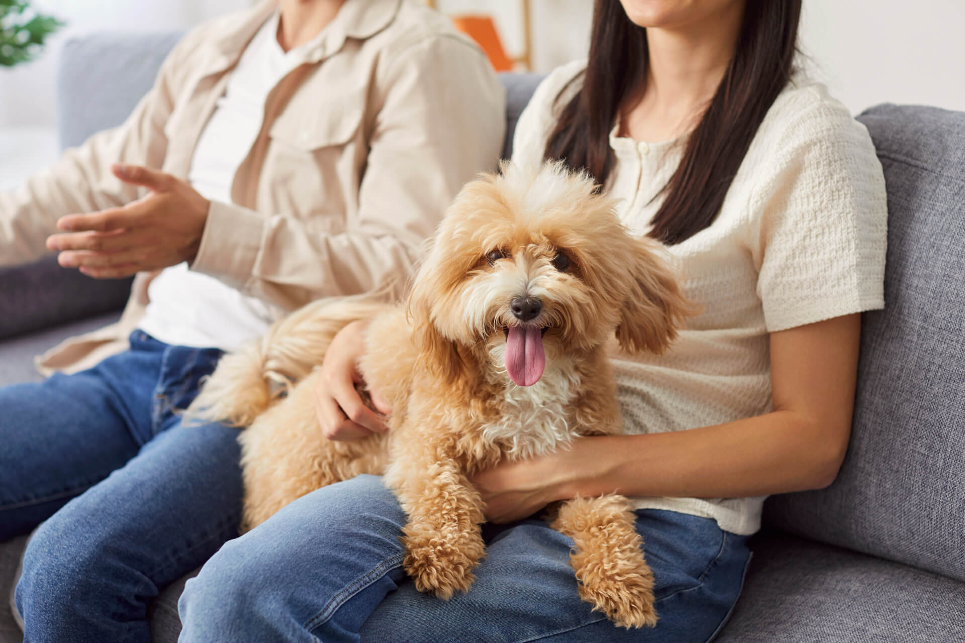 Veterinary hospital in Carthage Mobile Slider