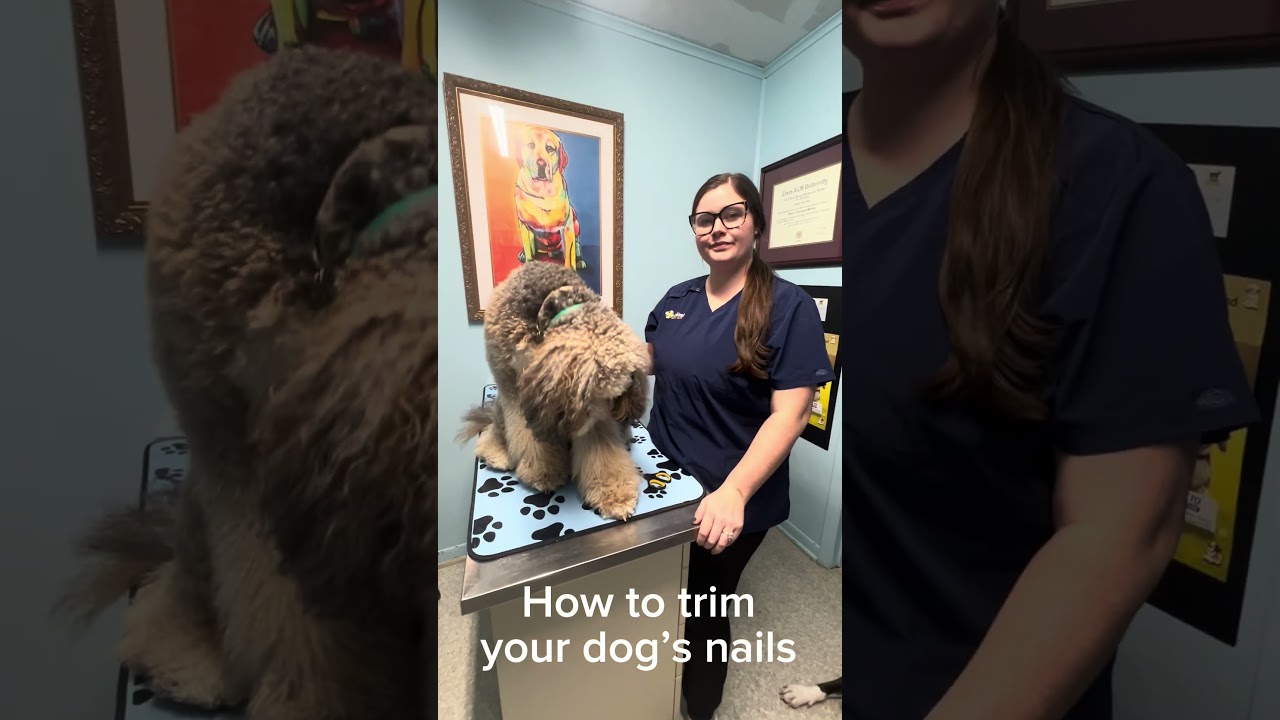 How to Trim Your Dog's Nails